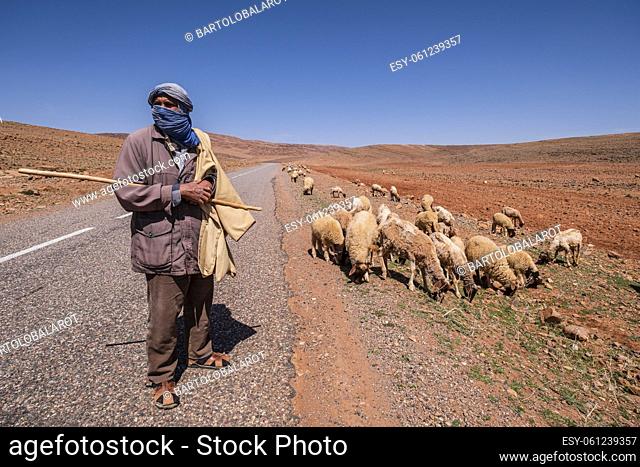 shepherd with his flock near Taliouine, morocco, africa