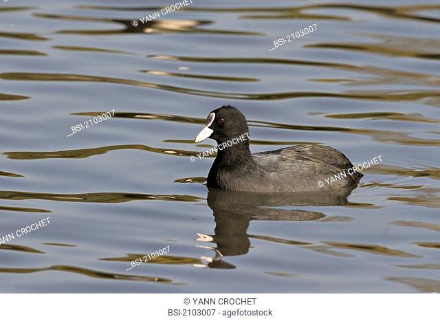 Common coot Eurasian coots Fulica atra, picture taken in Picardy, Oise, France. Fulica atra  Common coot  Coot  Rallid  Limicole  Wading bird  Bird