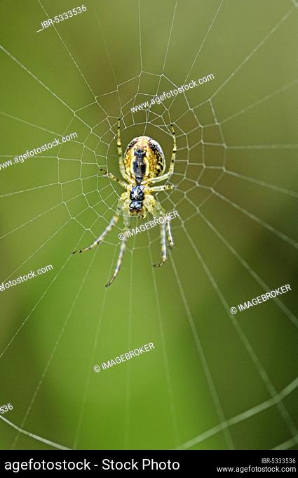 Autumn Orbweaver in web, North Rhine-Westphalia, Germany (Metellina mengei), Autumn Spider