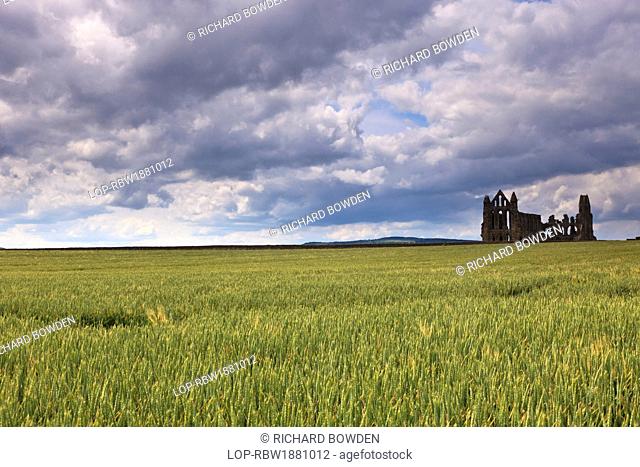 England, North Yorkshire, Whitby. The ruins of Whitby Abbey viewed across a field on the headland above Whitby