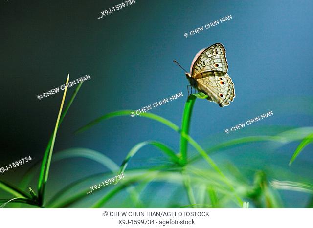Butterfly, Junonia atlites, Borneo, Asia