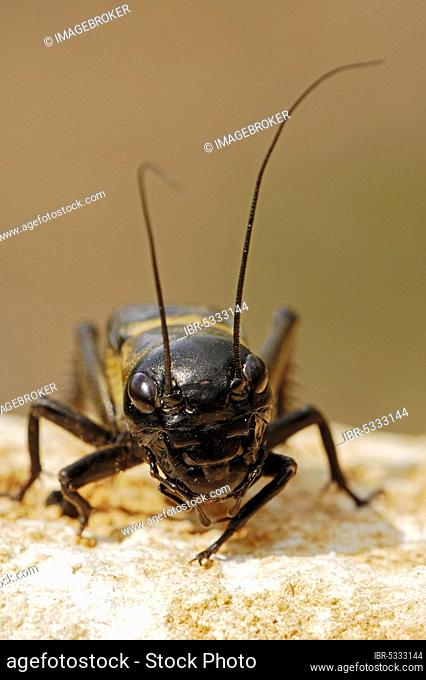 Field Cricket (Gryllus campestris), male, Provence, Southern France
