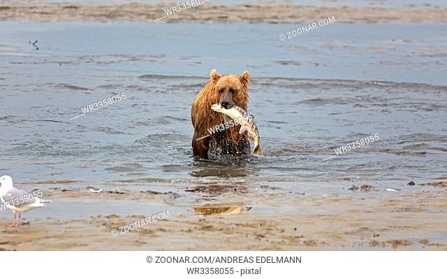 Grizzlybär beim Lachsfang im Douglas River in Alaska
