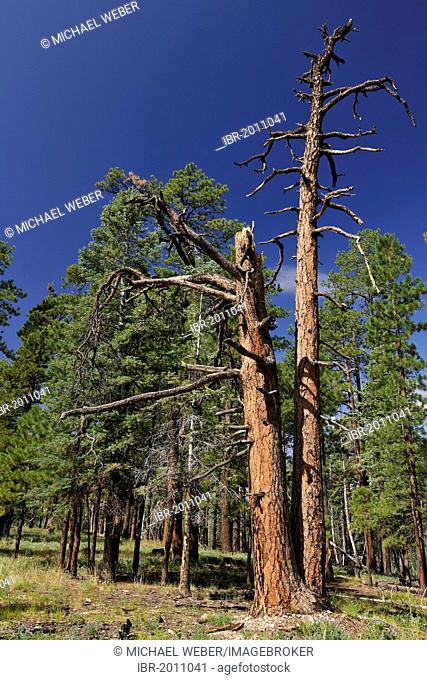 Ponderosa Pine, Bull Pine, Blackjack Pine or Western Yellow Pine (Pinus ponderosa), with particularly fire-resistant bark, Widforss Trail