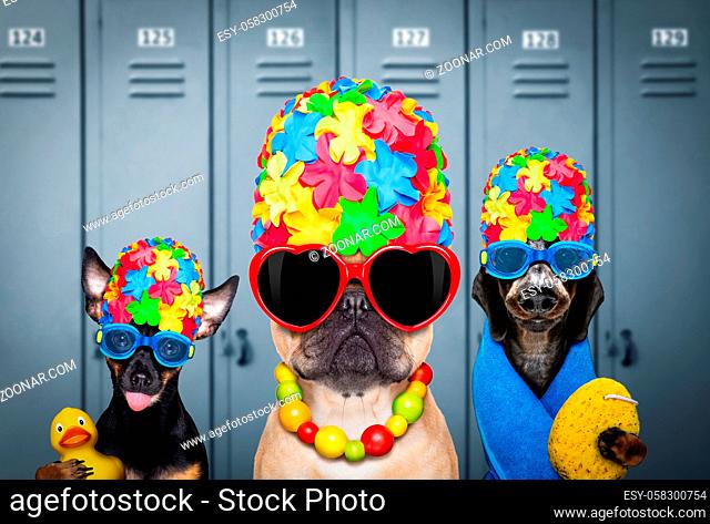 winning team or group of dogs , with swim cap and goggles with rubber plastik duck, ready for the swimming pool, in locker room