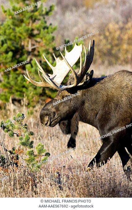 Moose (Alces a. shirasi), bull portrait, Grand Teton National Park, Wyoming