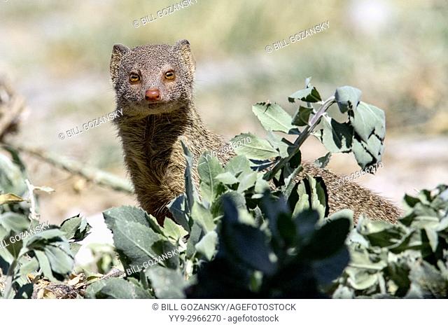 Slender mongoose (Galerella sanguinea) - Onkolo Hide, Onguma Game Reserve, Namibia, Africa