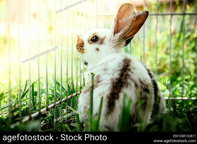 Little bunnies are sitting in an outdoor compound. Green grass, spring time