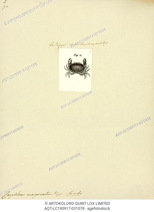 Carpilius marginatus, Print, Carpilius is a genus of crabs in the family Carpiliidae