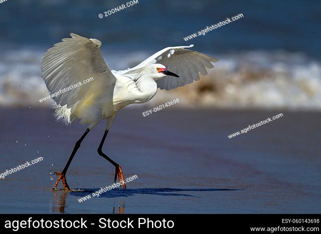 A snowy egret flaps its wings while running on the wet sand in Florida