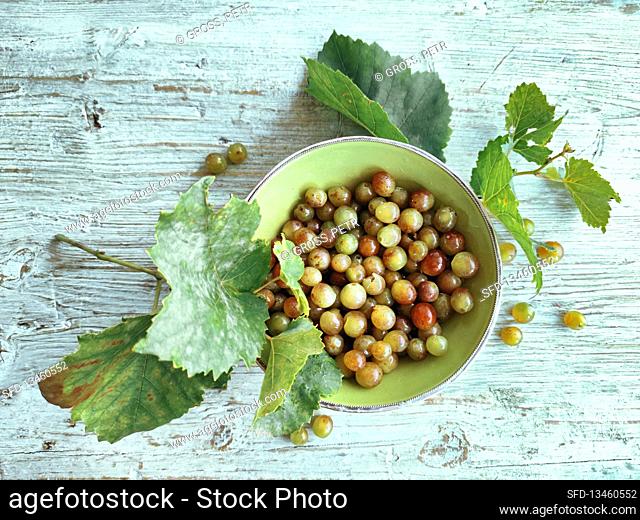 Grapevines surrounding a bowl of grapes