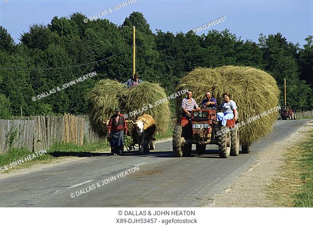 Romania, Transylvania, Rural Country Scene, Bullocks, Tractor, Driving Hay Carts