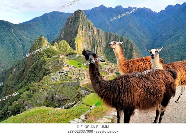 Llamas at Machu Picchu, lost Inca city in the Andes, Peru