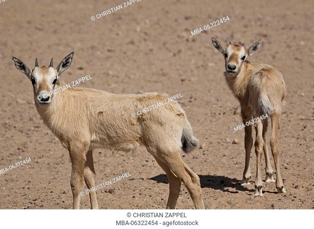 Arabian Oryx, young animals, Oryx leucoryx, National Park Jaluni, Oman