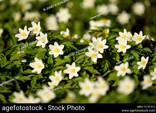 Germany, Bavaria, Upper Bavaria, Altötting district, spring, flowers, wood anemones, all over