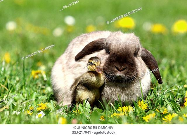 Dwarf Rabbit, Mini Lop and duckling (Indian Runner Duck) on a flowering meadow. Germany