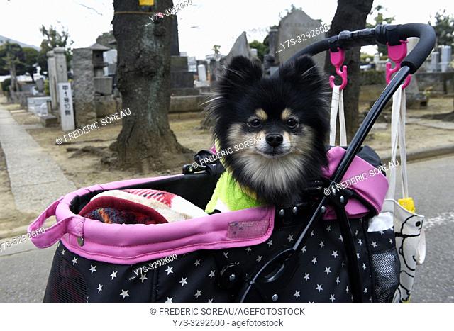 Poodle in a dog stroller, Yanaka, Ueno, Tokyo, Japan, Asia