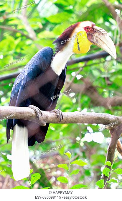 Great hornbill (Scientific name : Buceros bicornis)