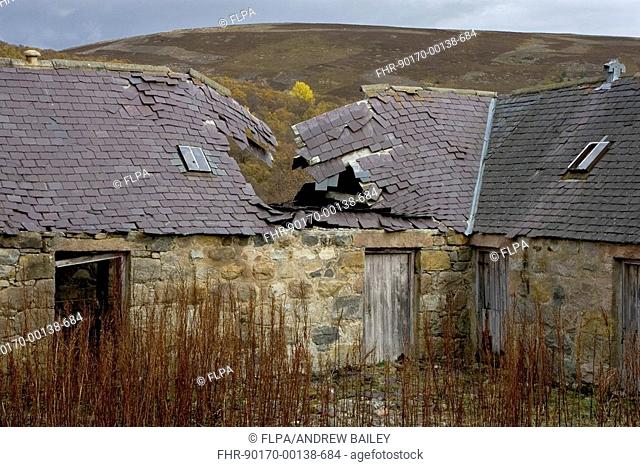 Partially fallen down roof on old cow byre, near Aviemore, Highlands, Scotland, autumn