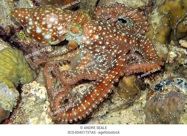 Starry night octopus, Octopus luteus, foraging on coral reef at night, Malapascua, Cebu, Philippines, Visayan Sea rr