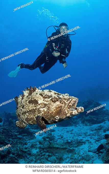 Scuba Diver and Flowery Grouper, Epinephelus fuscoguttatus, Great Barrier Reef, Australia