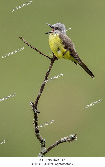 Tropical Kingbird (Tyrannus melancholicus) perched on a branch in the Atlantic rainforest of southeast Brazil