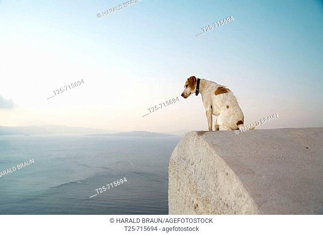 Dog on a roof, Oia, Santorin, Cyclade, Greece, Europe