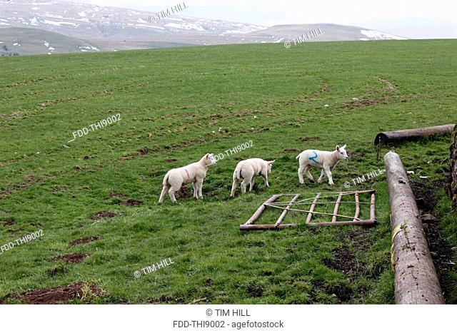 Lambs in a field