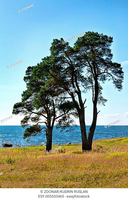 two trees on the shore of the lake