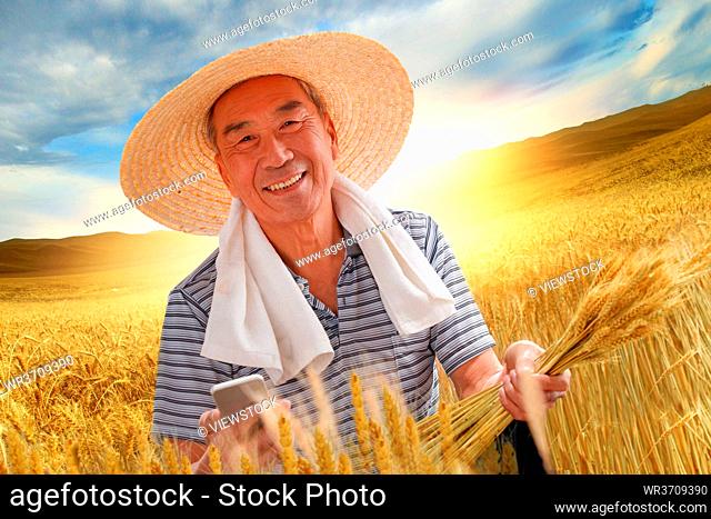 Farmers in view of wheat crop