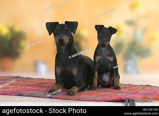 Manchester Terrier with puppy, 8 weeks, detachable