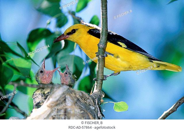 Golden Oriole male with chicks at nest Austria Oriolus oriolus