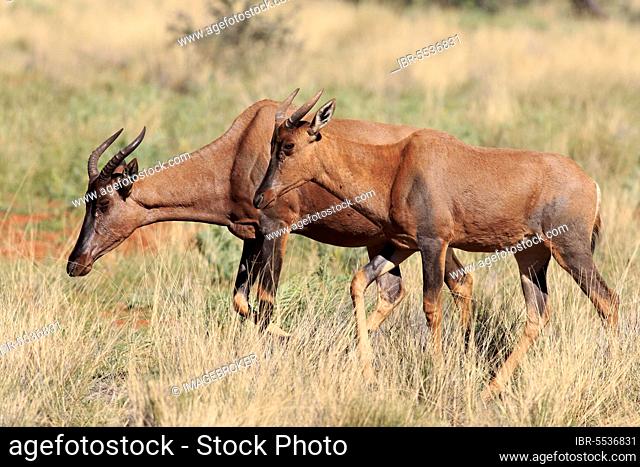 Tsessebe, adult couple, Tswalu Game Reserve, Kalahari, Northern Cape, South Africa, Africa (Damaliscus lunatus), Africa