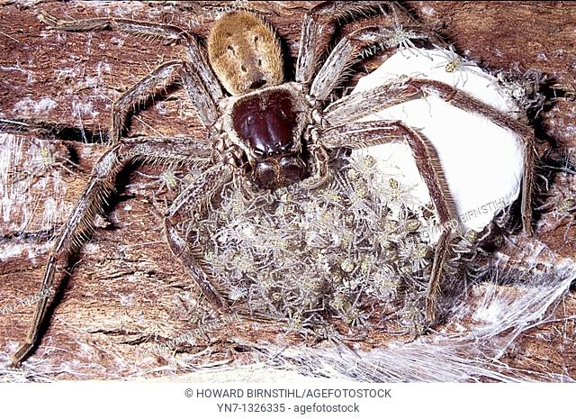 close up of huntsman spider Neoparrassus sittind astride her egg sac and dozens of spiderlings