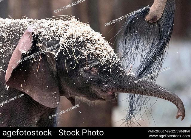 07 March 2020, North Rhine-Westphalia, Wuppertal: Elephant boy ""Tsavo"" is in the enclosure at the zoo. A baby elephant was born at the Wuppertal Zoo on Friday