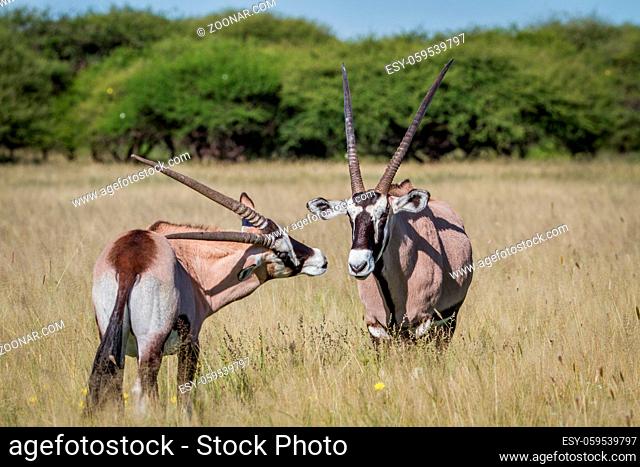 Two Gemsbok bonding in the grass in the Central Kalahari, Botswana