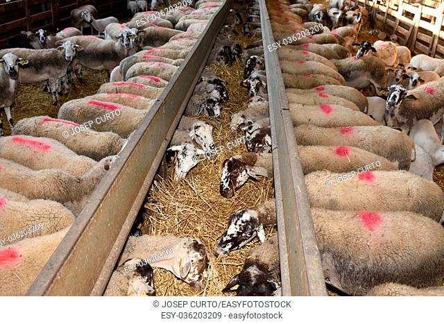 Sheep eating on a farm
