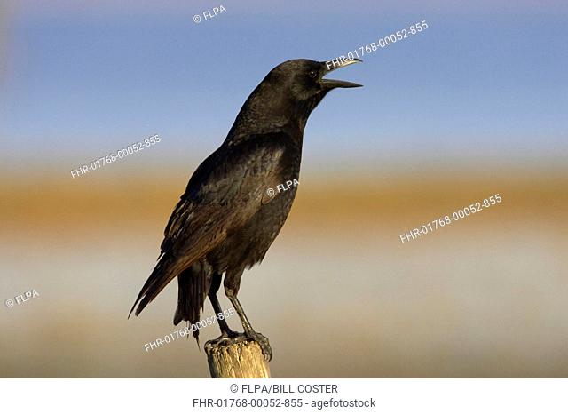 American Crow Corvus brachyrhynchos adult, calling, perched on post, Lake Kissimmee, Florida, U S A