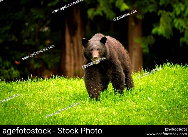 Black bear feeding on fresh green grass on Vancouver Island, British Columbia, Canada