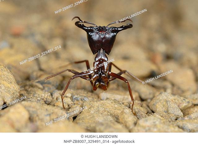 Safari Ant Guard (Dorylus sp.) protecting the workers in the Bwindi Impenitrable Forest, Uganda, Africa