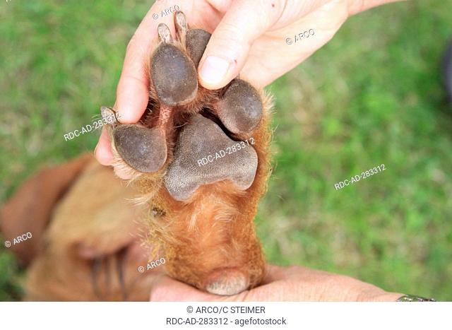 Hungarian Wire-haired Pointing Dog / Magyar Vizsla, controlling underside of paw