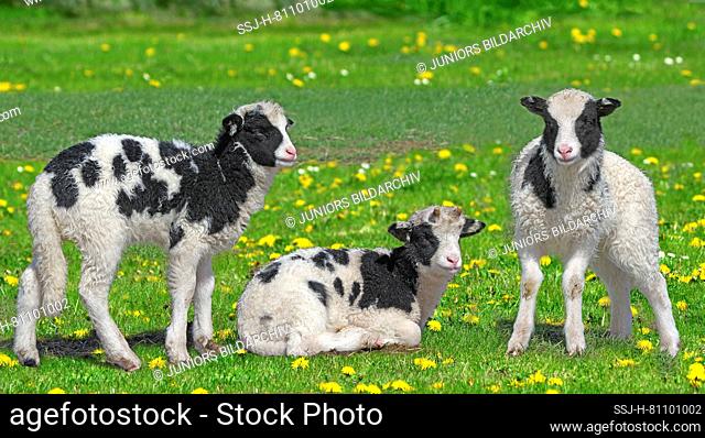 Domestic Sheep, Jacob Sheep. Three lambs in a pasture in spring. Germany