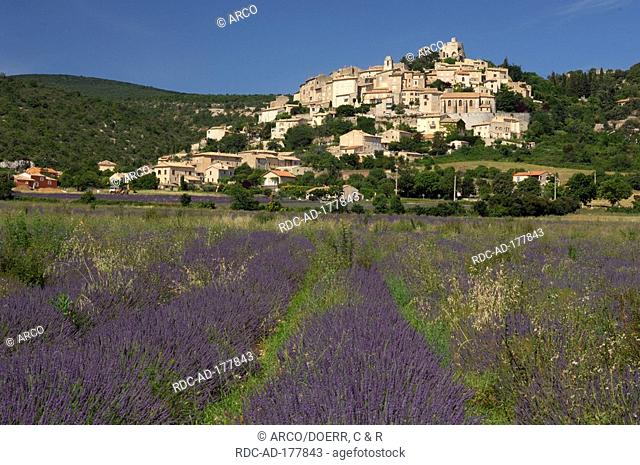 Lavender field, Simiane la-Rotonde, Provence, France, Lavendula augustifolia
