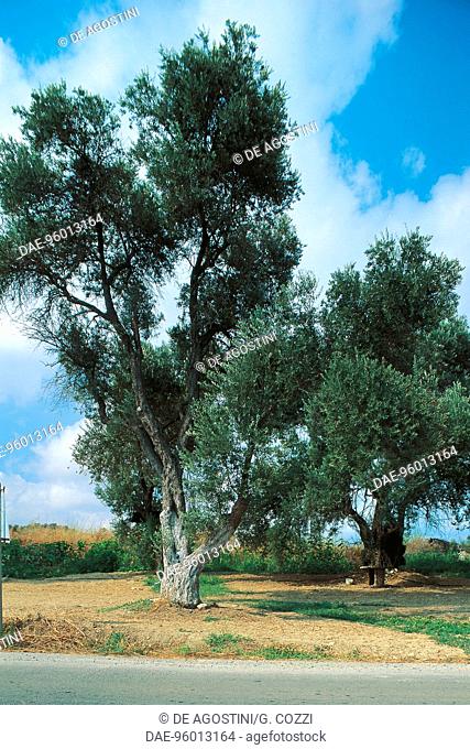Century-old olive trees in a olive grove near Pigi, Crete, Greece