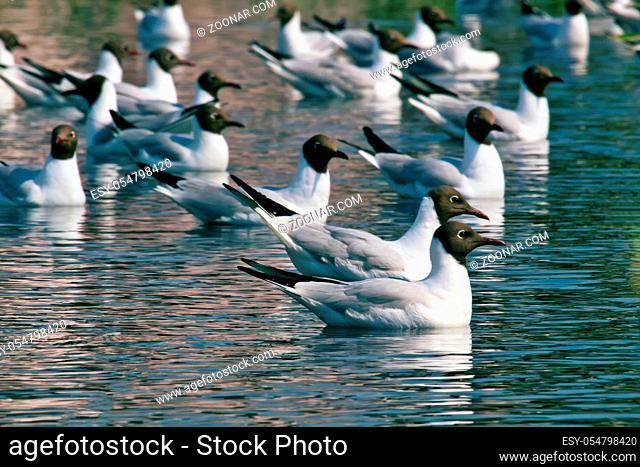 flock of gulls swims on the water among the reed stems. Black-headed gull (Larus ridibundus)