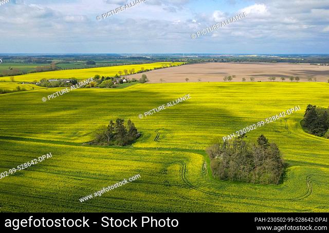 02 May 2023, Brandenburg, Heinersdorf: Bright yellow blooming canola field in the landscape (aerial shot with a drone). Photo: Patrick Pleul/dpa