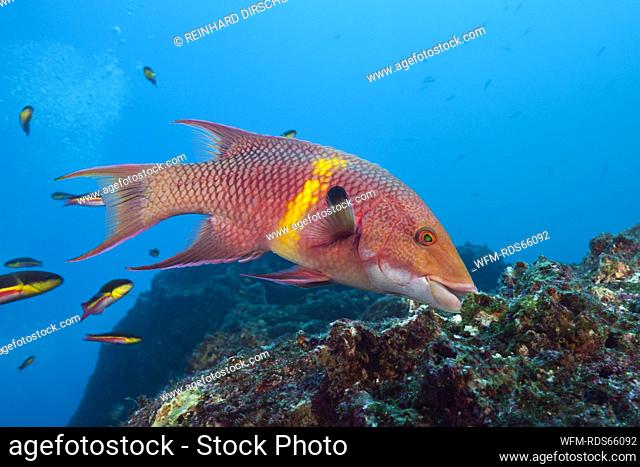 Mexican Hogfish, Bodianus diplotaenia, Wolf Island, Galapagos, Ecuador