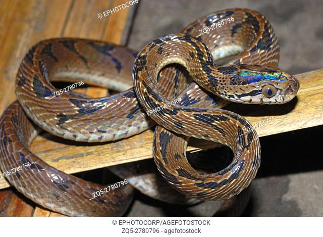 Boiga gokool. Eastern cat Snake. A snake found in the Lowland forest of NE India. Arunachal Pradesh. India