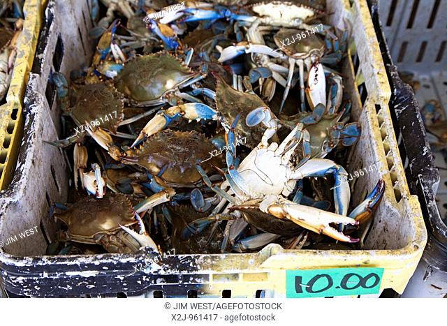 Westwego, Louisiana - Blue crabs on sale at a roadside seafood market
