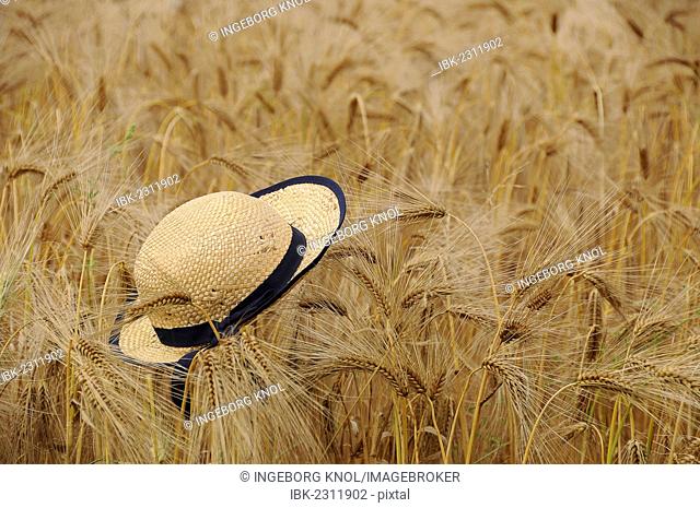 Straw hat in a field of rye (Secale cereale), summer scene, Tangstedt, Schleswig-Holstein, Germany, Europe